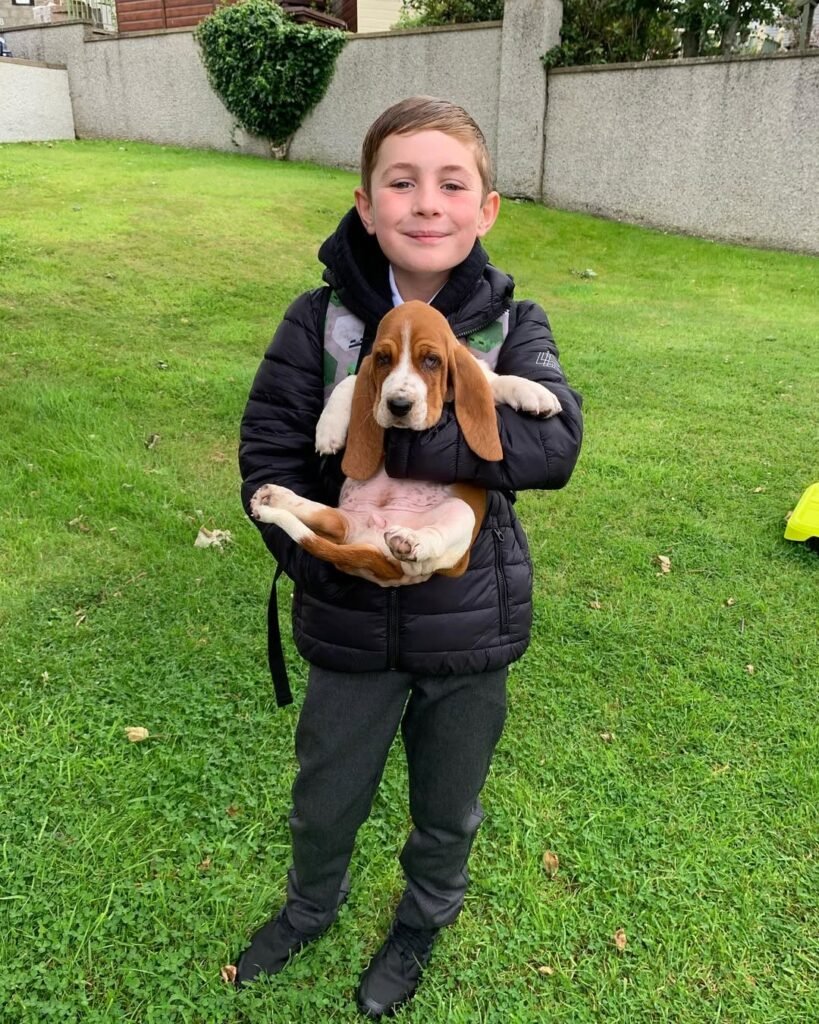 Basset hound breeder near me