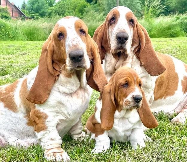 Basset hound breeder near me - Basset Hound Breeder